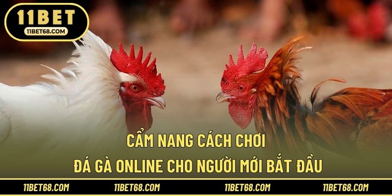 Cẩm nang cách chơi đá gà online cho người mới bắt đầu