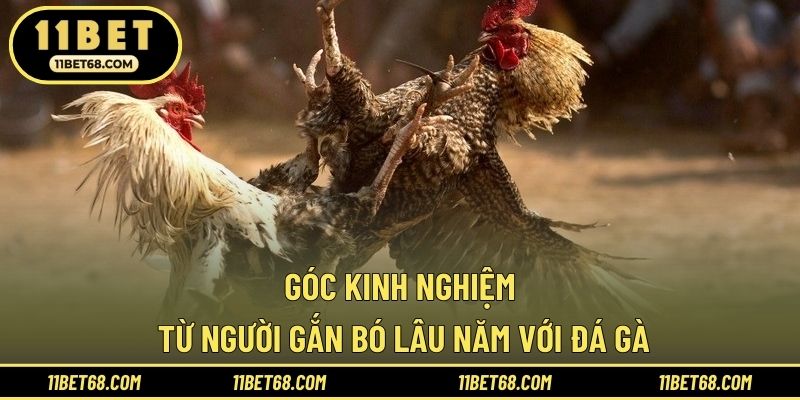 Góc kinh nghiệm từ người gắn bó lâu năm với đá gà