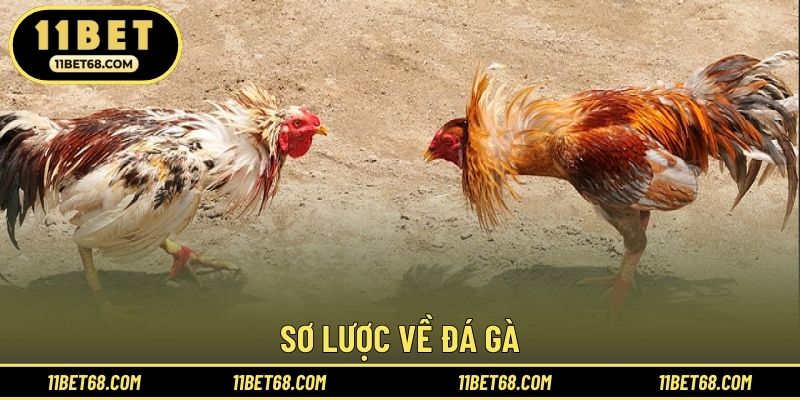 Sơ lược về đá gà