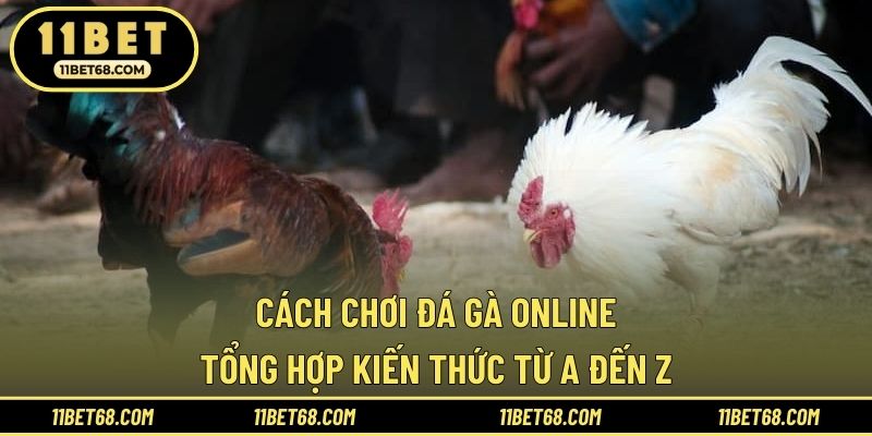 Cách Chơi Đá Gà Online - Tổng Hợp Kiến Thức Từ A Đến Z