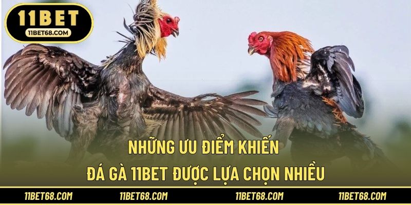 Những ưu điểm khiến đá gà 11BET được lựa chọn nhiều