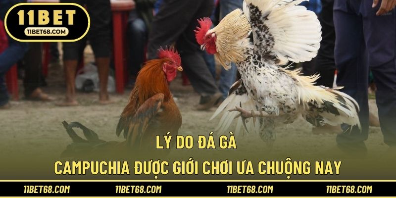 Lý do đá gà Campuchia được giới chơi ưa chuộng nay