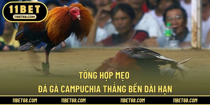 Tổng hợp mẹo đá gà Campuchia thắng bền dài hạn