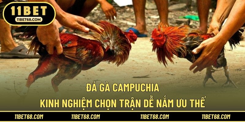 Đá Gà Campuchia - Kinh Nghiệm Chọn Trận Dễ Nắm Ưu Thế