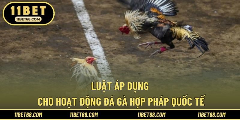 Luật áp dụng cho hoạt động đá gà hợp pháp quốc tế