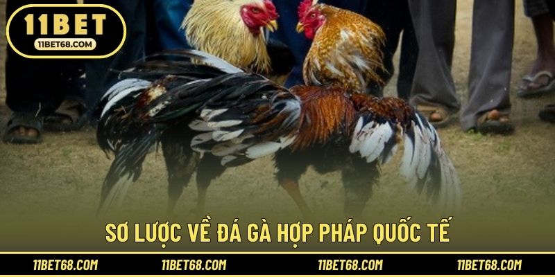 Sơ lược về đá gà hợp pháp quốc tế