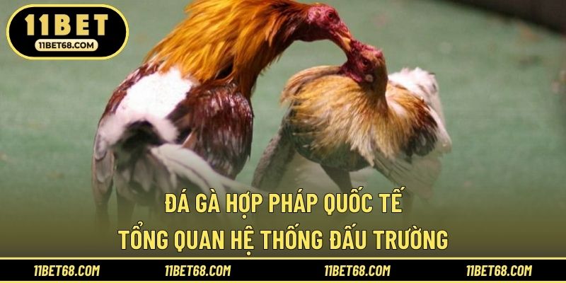 Đá Gà Hợp Pháp Quốc Tế - Tổng Quan Hệ Thống Đấu Trường