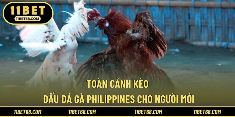 Toàn cảnh kèo đấu đá gà Philippines cho người mới
