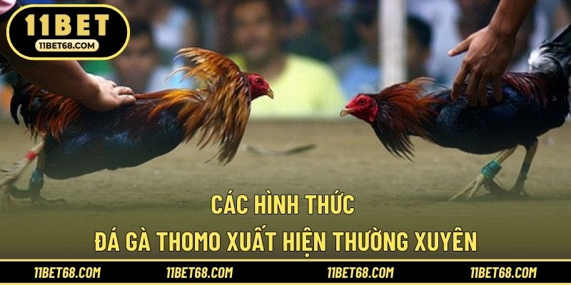 Các hình thức đá gà Thomo xuất hiện thường xuyên