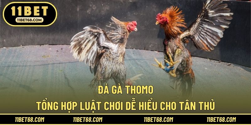 Đá Gà Thomo - Tổng Hợp Luật Chơi Dễ Hiểu Cho Tân Thủ