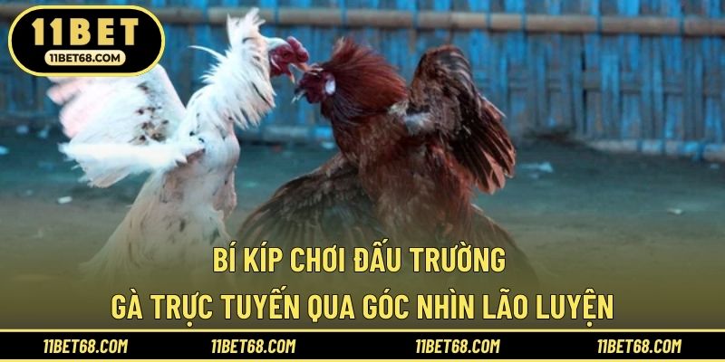 Bí kíp chơi đấu trường gà trực tuyến qua góc nhìn lão luyện