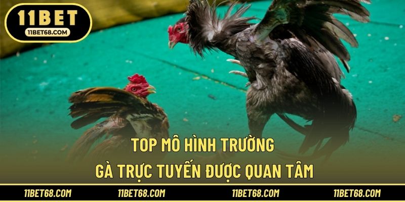 Top mô hình trường gà trực tuyến được quan tâm