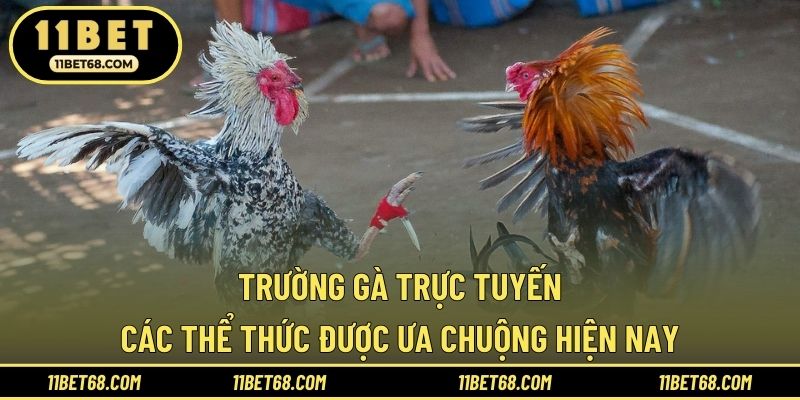 Trường Gà Trực Tuyến - Các Thể Thức Được Ưa Chuộng Hiện Nay